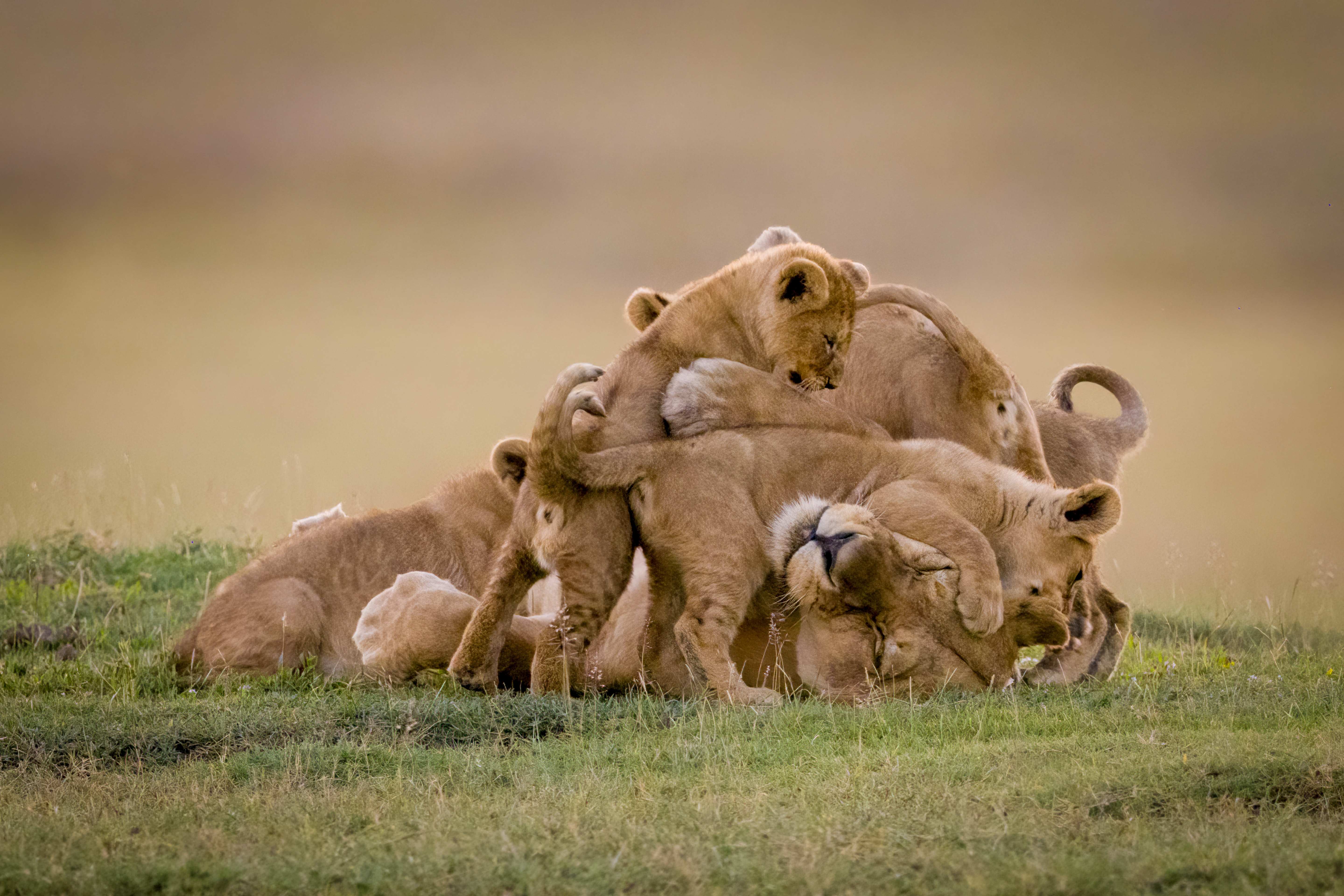Tanzania Safari & Zanzibar Escape