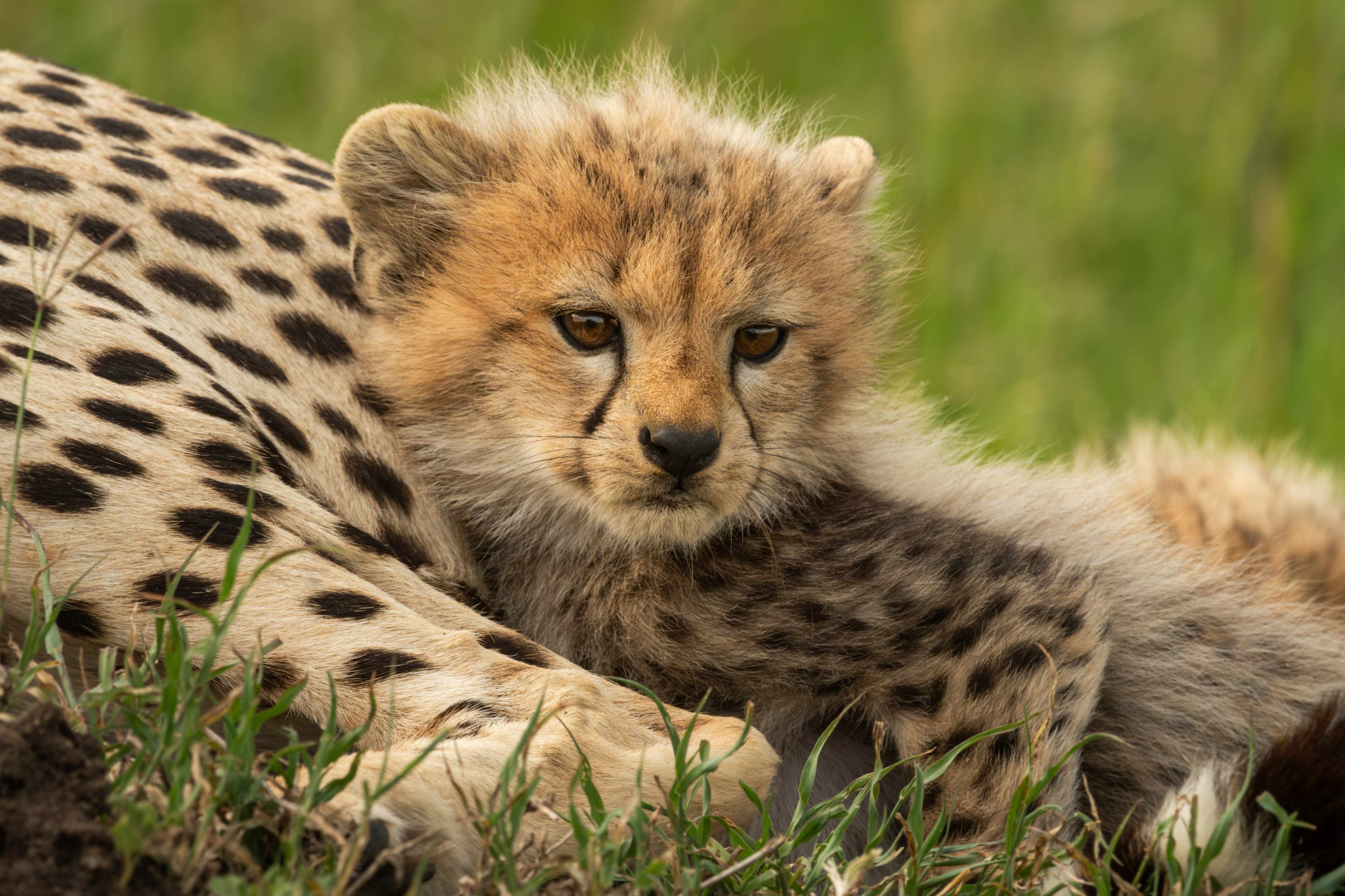 Tanzania Safari & Zanzibar Escape