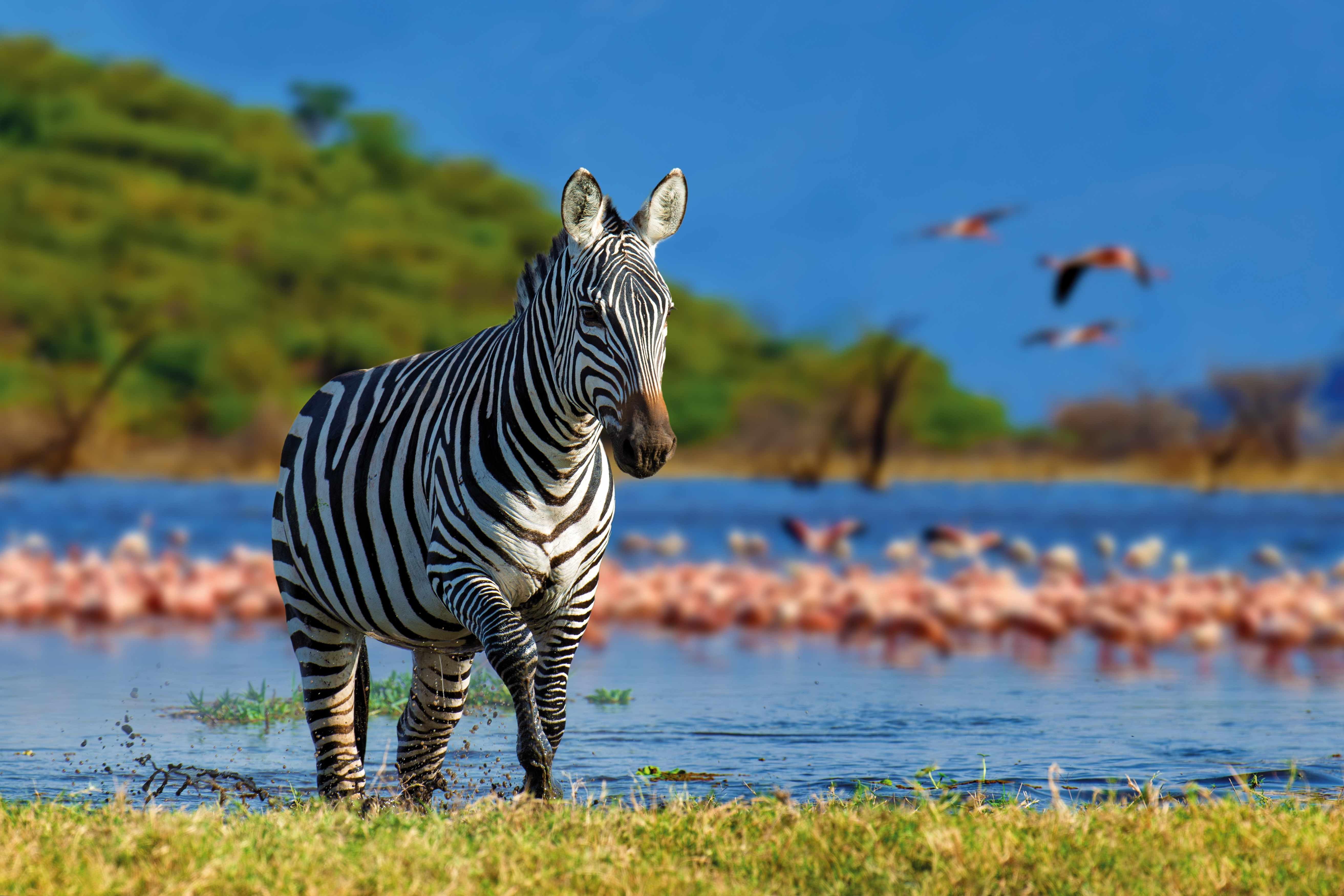 Tanzania Safari & Zanzibar Escape